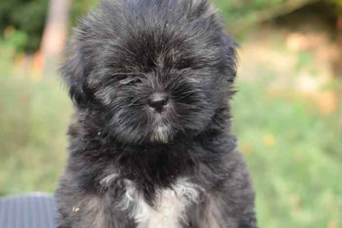 Lhasa Apso For Sale In Panaji