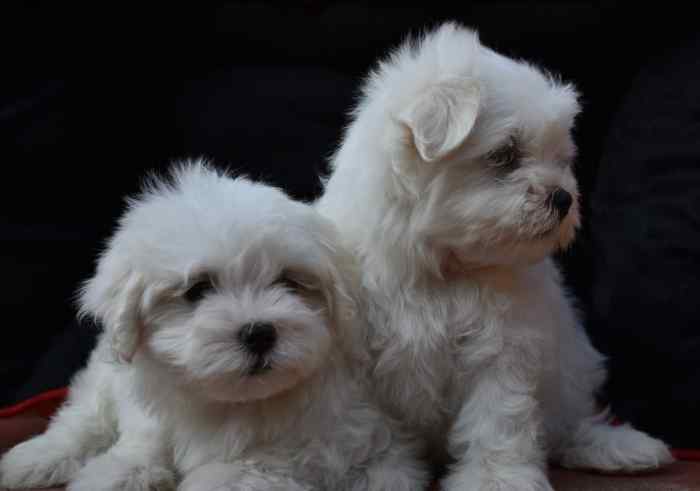 Maltese For Sale In Panaji
