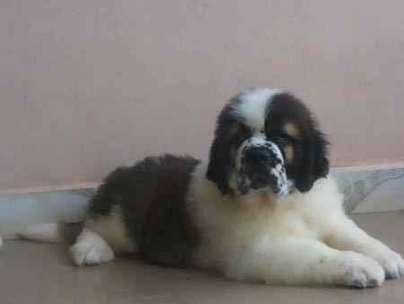 Saint Bernard For Sale In Panaji