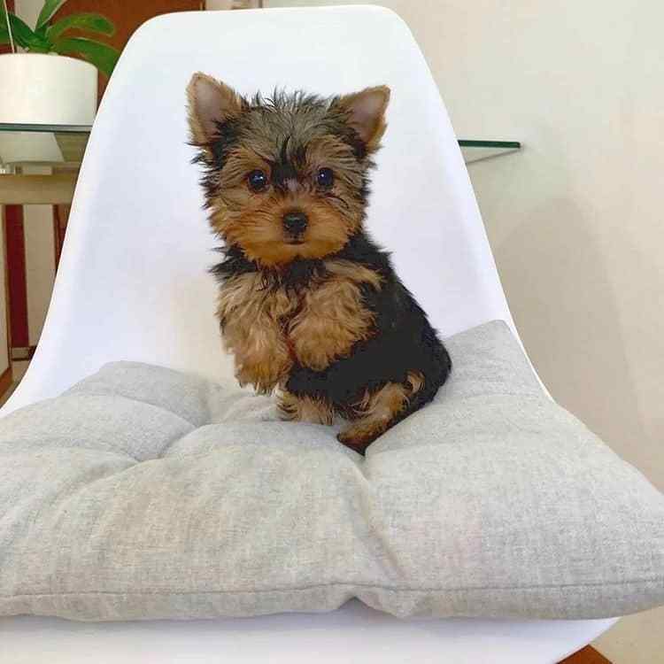 Yorkshire Terrier For Sale In Panaji