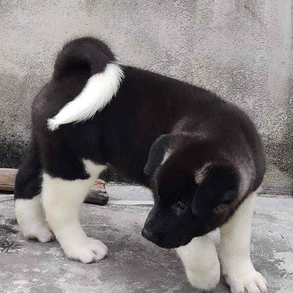 Akita For Sale In Agra