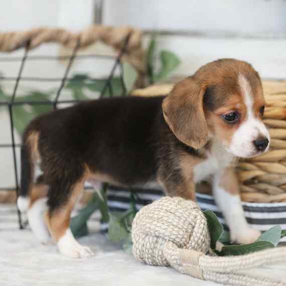 Beagle For Sale In Agra