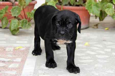 Cane Corso For Sale In Agra
