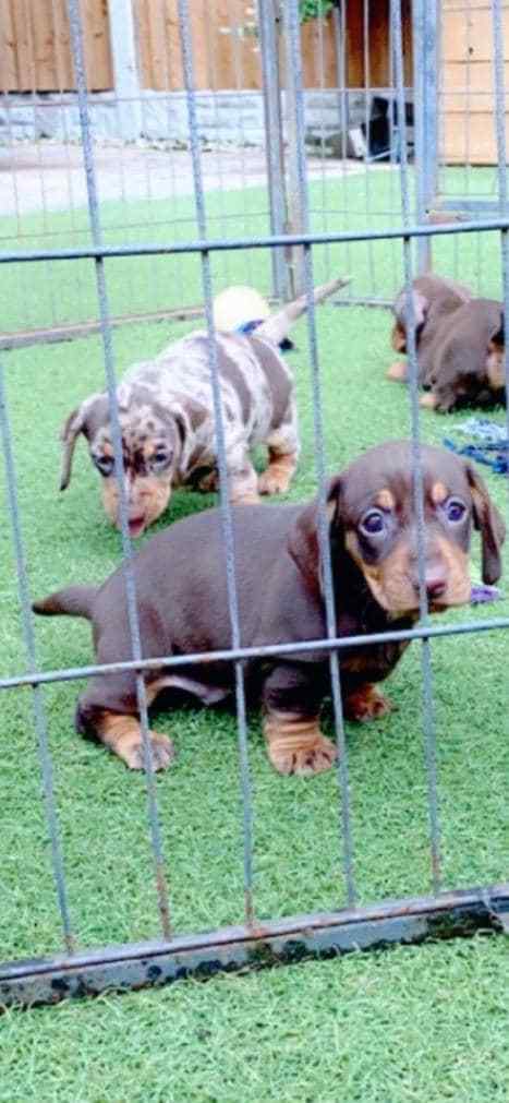 Dachshund For Sale In Agra