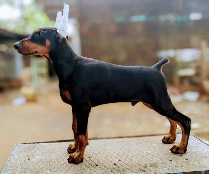 Doberman For Sale In Agra