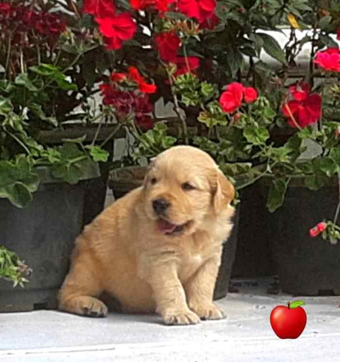 Golden Retriever For Sale In Agra