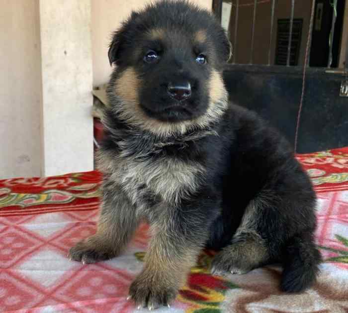 German Shepherd For Sale In Agra