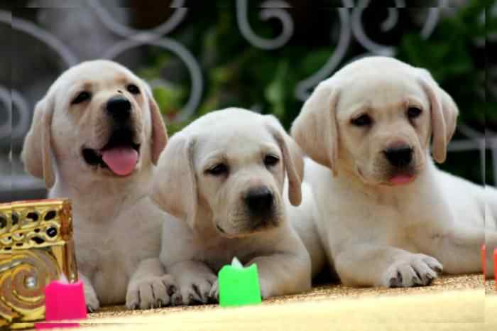 Labrador Retriever For Sale In Agra