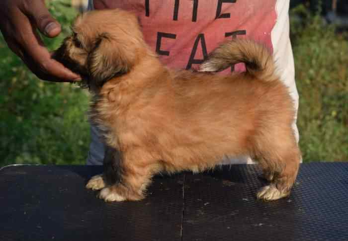 Lhasa Apso For Sale In Agra