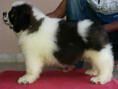 Saint Bernard For Sale In Agra