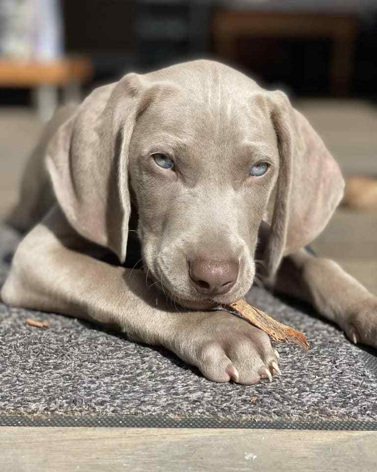Weimaraner For Sale In Agra
