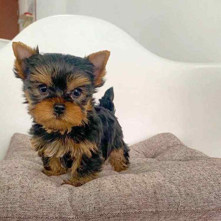 Yorkshire Terrier For Sale In Agra