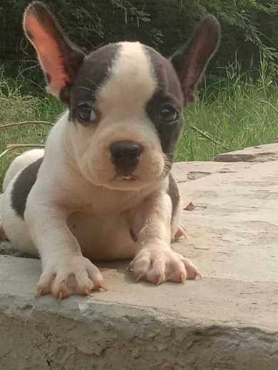 French Bulldog For Sale In Gurgaon