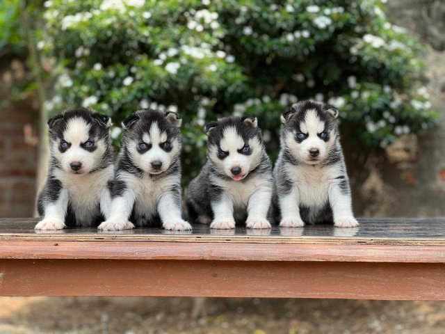 Siberian Husky For Sale In Panaji