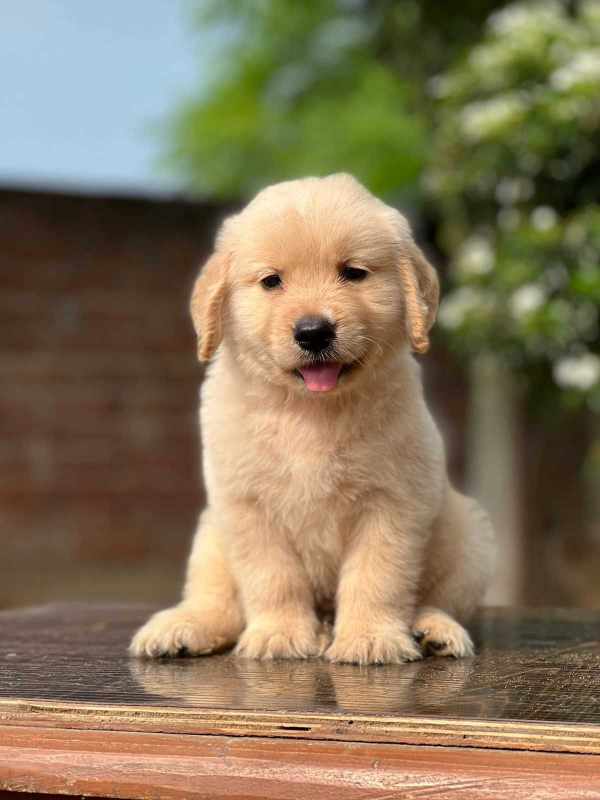Golden Retriever For Sale In Erode
