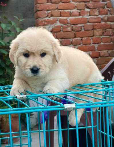 Golden Retriever For Sale In Bhopal