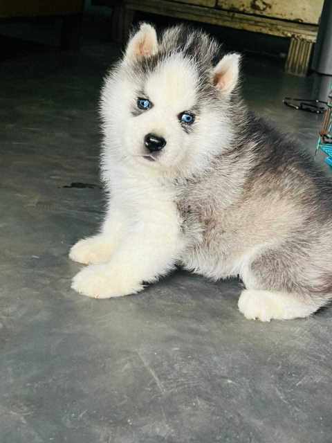 Siberian Husky For Sale In Allahabad