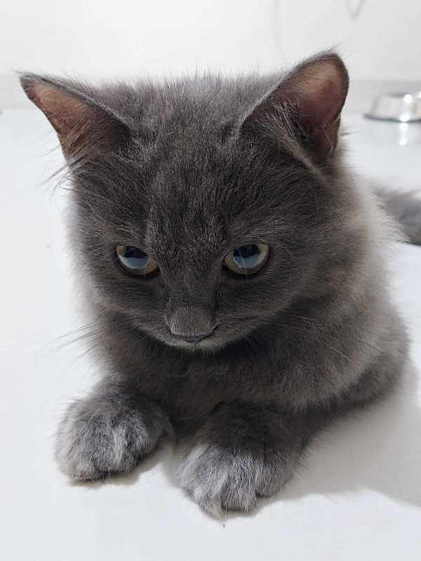 British Shorthair For Sale In Delhi