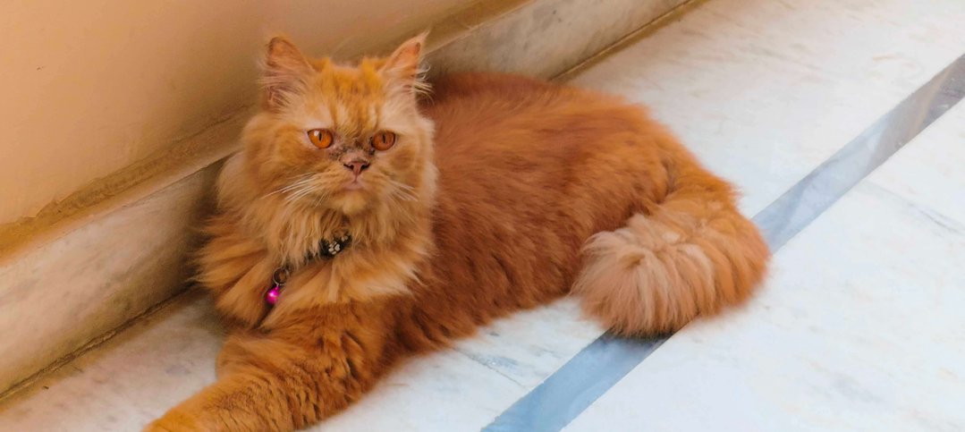 Persian For Adoption In Faridabad