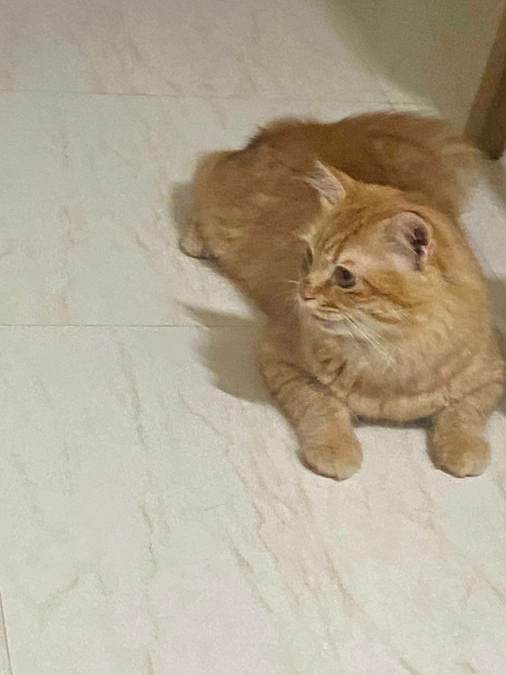 Persian Dogs For Mating In Mumbai