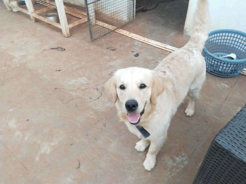 Golden Retriever Dogs For Mating In Bangalore
