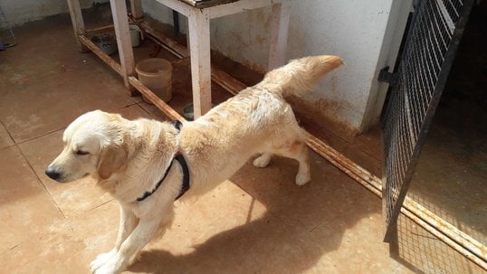 Golden Retriever Dogs For Mating In Bangalore