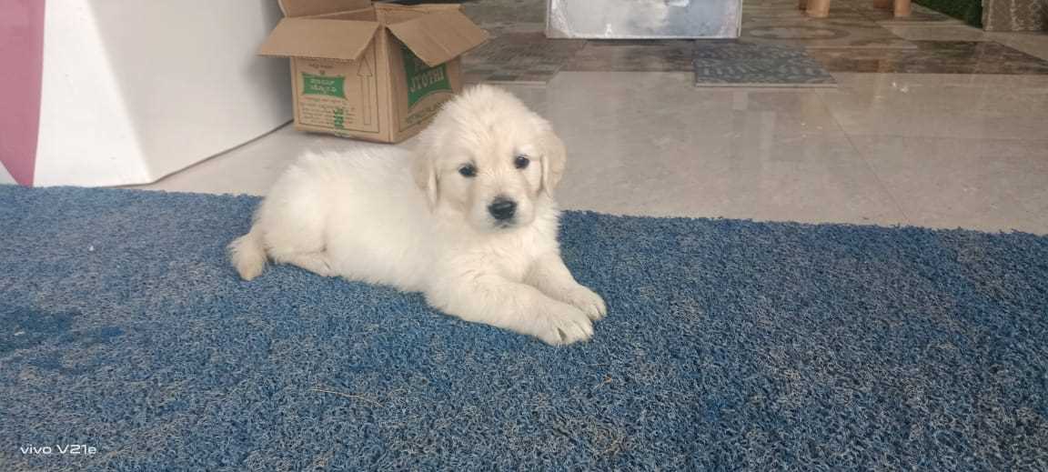 Golden Retriever For Sale In Mysore