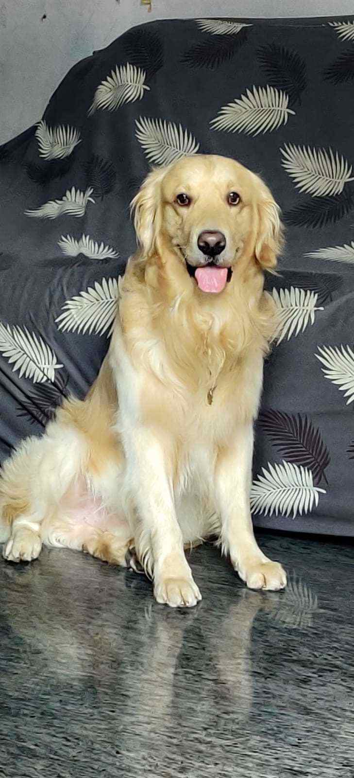 Golden Retriever Dogs For Mating In Bangalore
