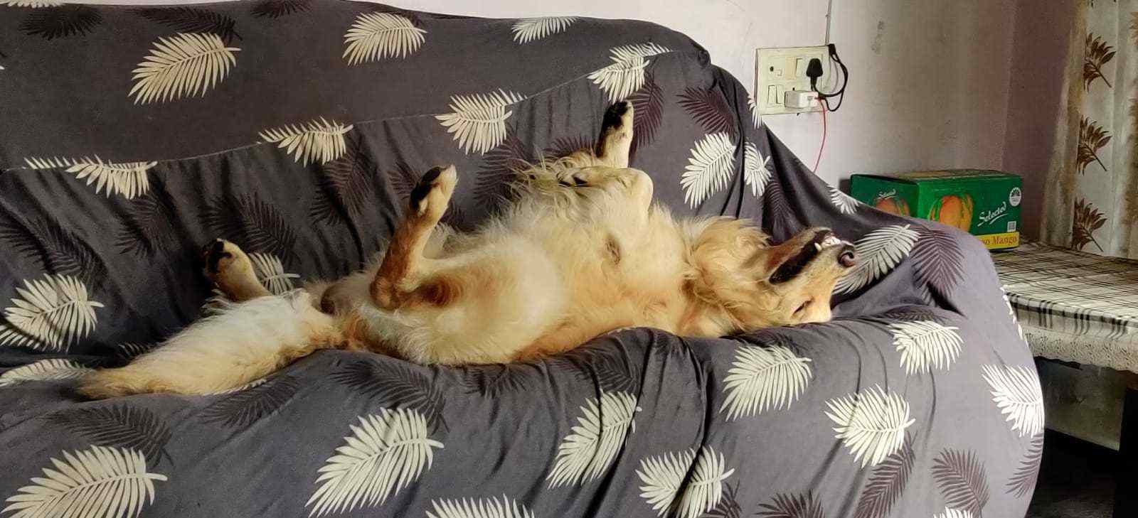 Golden Retriever Dogs For Mating In Bangalore