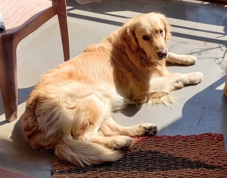Golden Retriever Dogs For Mating In Bangalore