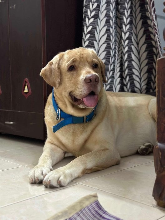Labrador Retriever Dogs For Mating In Chennai