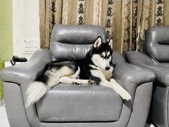 Siberian Husky Dogs For Mating In Mumbai