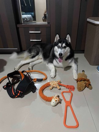 Siberian Husky Dogs For Mating In Mumbai