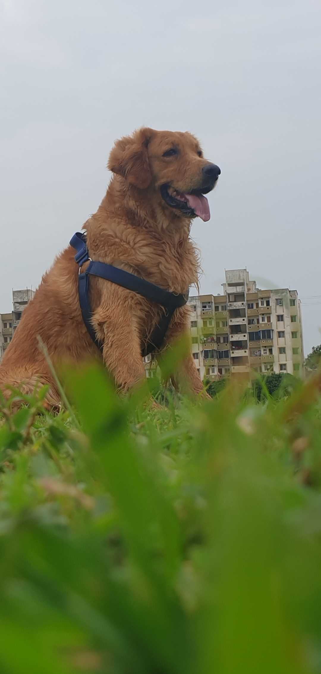 Golden Retriever Dogs For Mating In Raipur