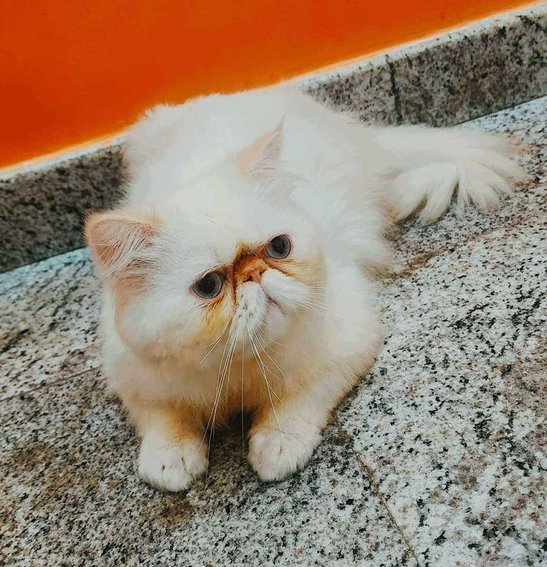Himalayan For Sale In Bangalore