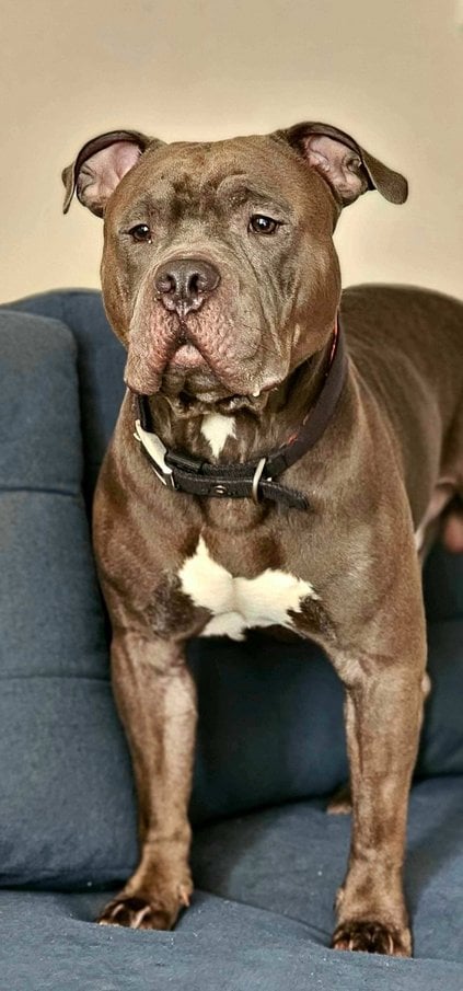 American Bully Dogs For Mating In Noida