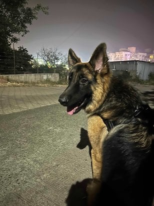 German Shepherd Dogs For Mating In Pune