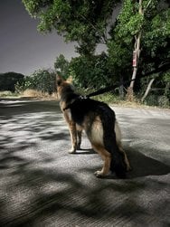German Shepherd Dogs For Mating In Pune