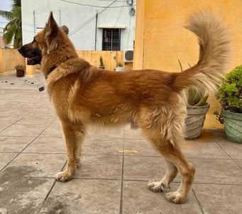 Belgian Shepherd Dogs For Mating In Chennai