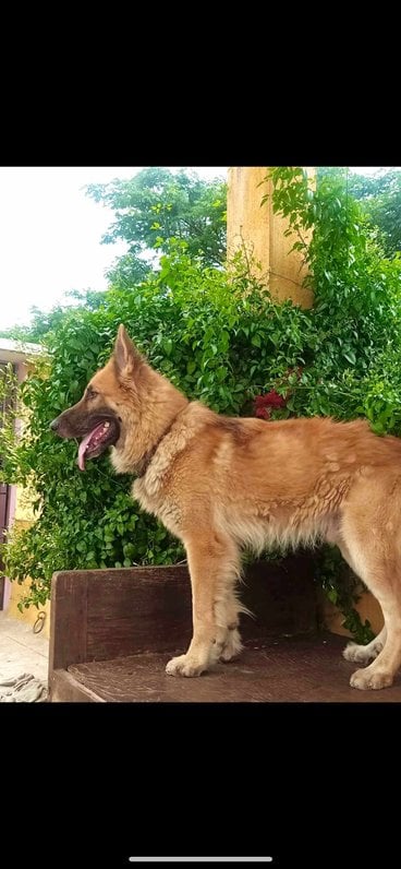 Belgian Shepherd Dogs For Mating In Chennai