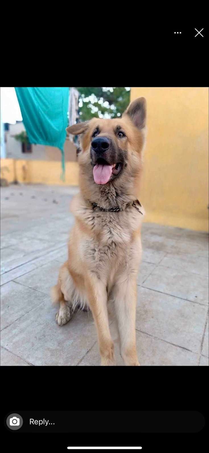 Belgian Shepherd Dogs For Mating In Chennai
