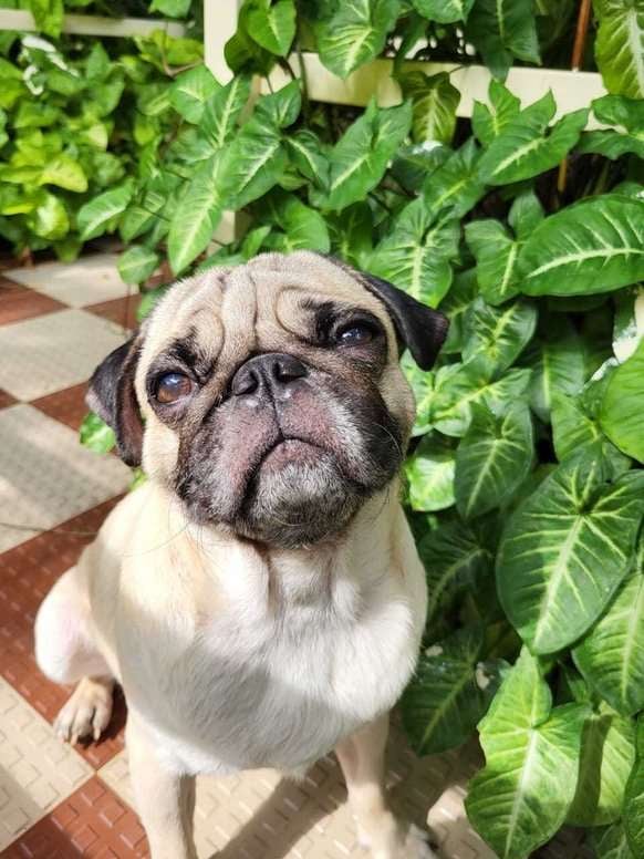 Pug Dogs For Mating In Chennai