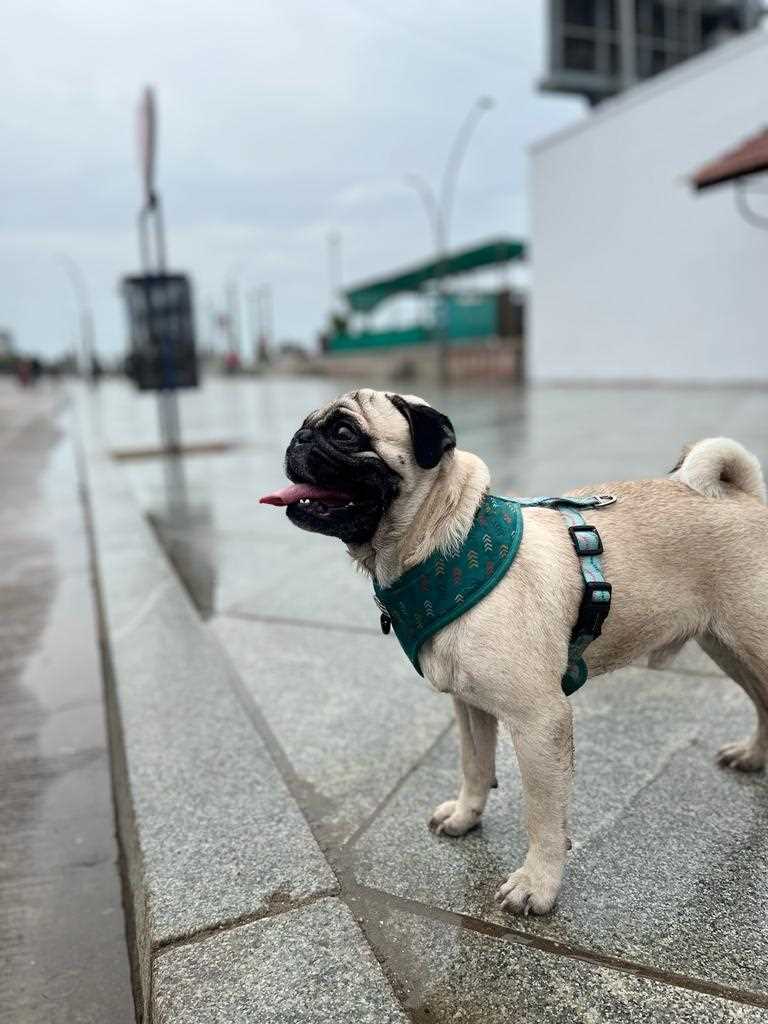 Pug Dogs For Mating In Chennai