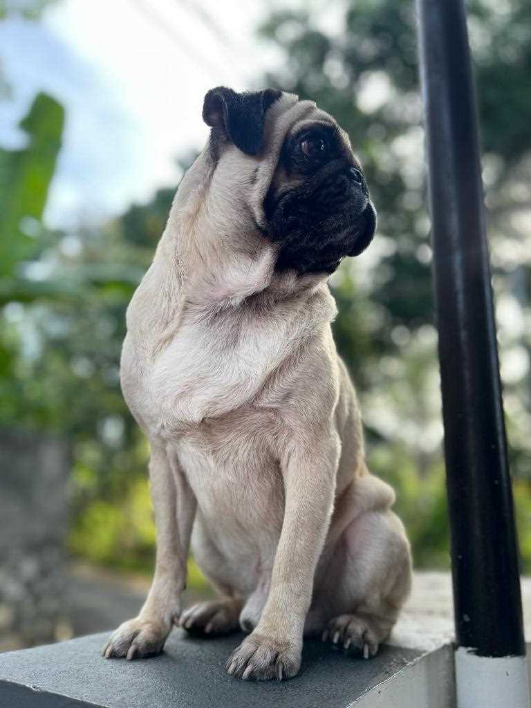 Pug Dogs For Mating In Chennai
