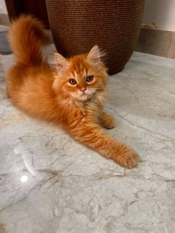 Persian For Sale In Gurgaon