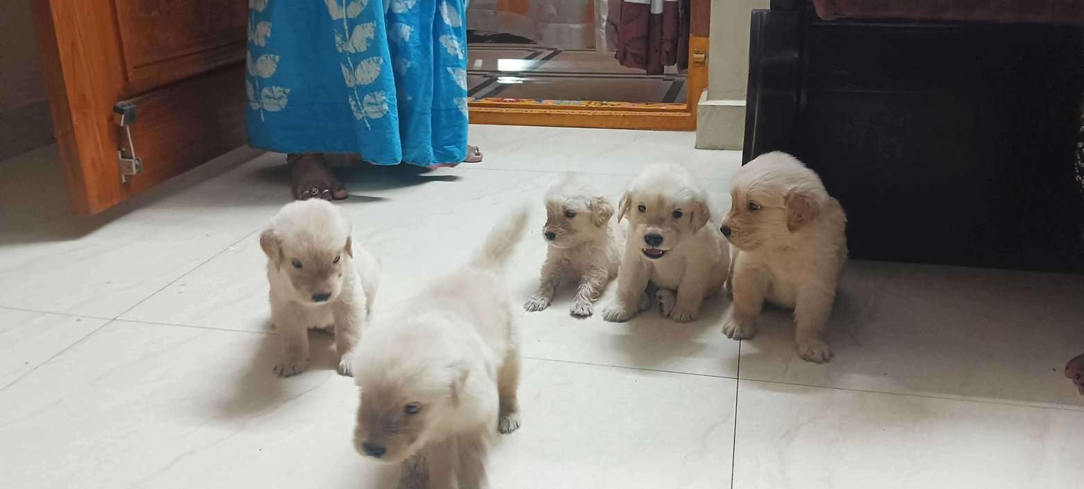 Golden Retriever For Sale In Visakhapatnam