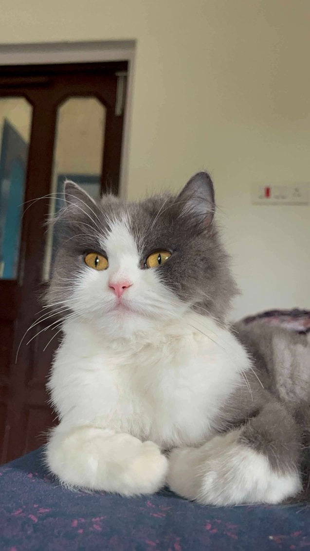 British Longhair Dogs For Mating In Gurgaon