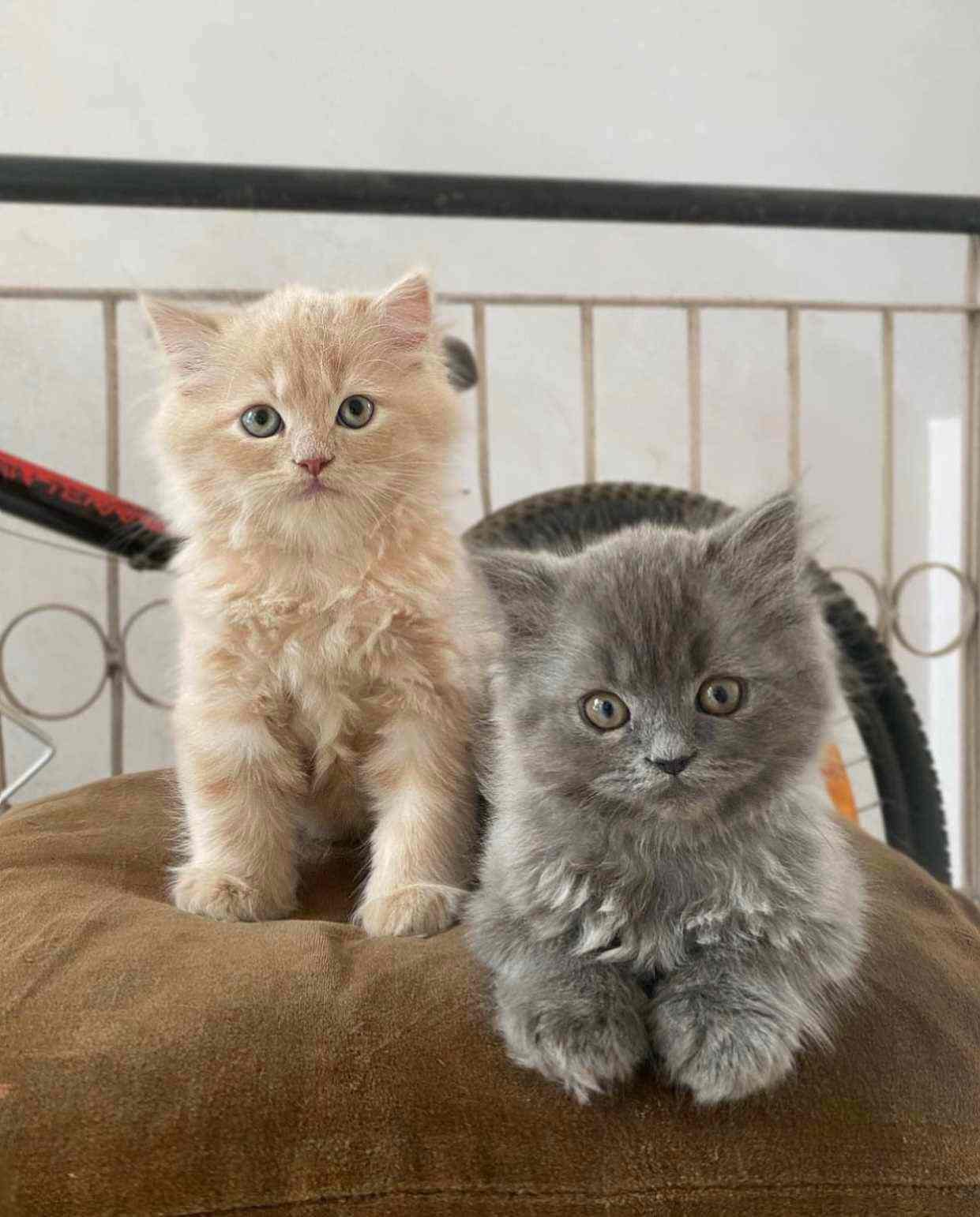 British Longhair For Sale In Delhi