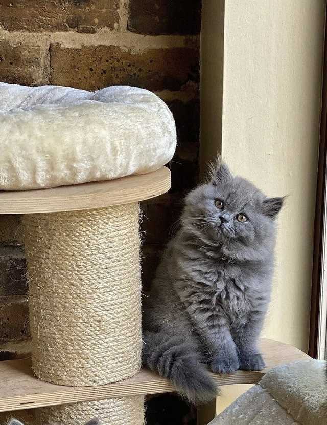 British Longhair For Sale In Delhi