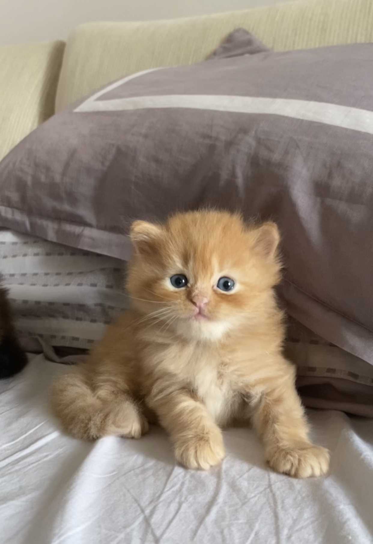 British Longhair For Sale In Delhi